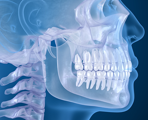 Illustration of the jaw