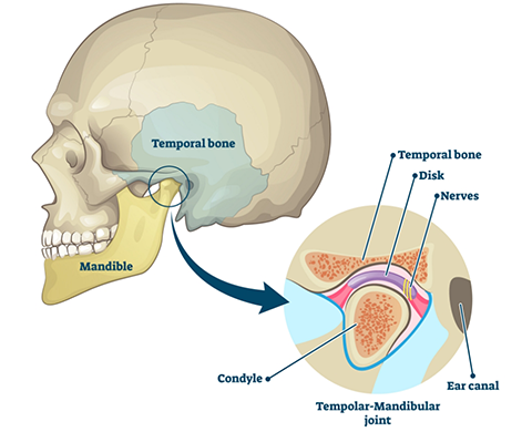 Illustrated model of the skull and jaw joint