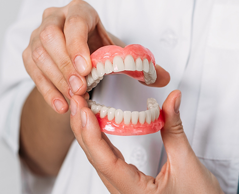 Dentist holding a model of the teeth